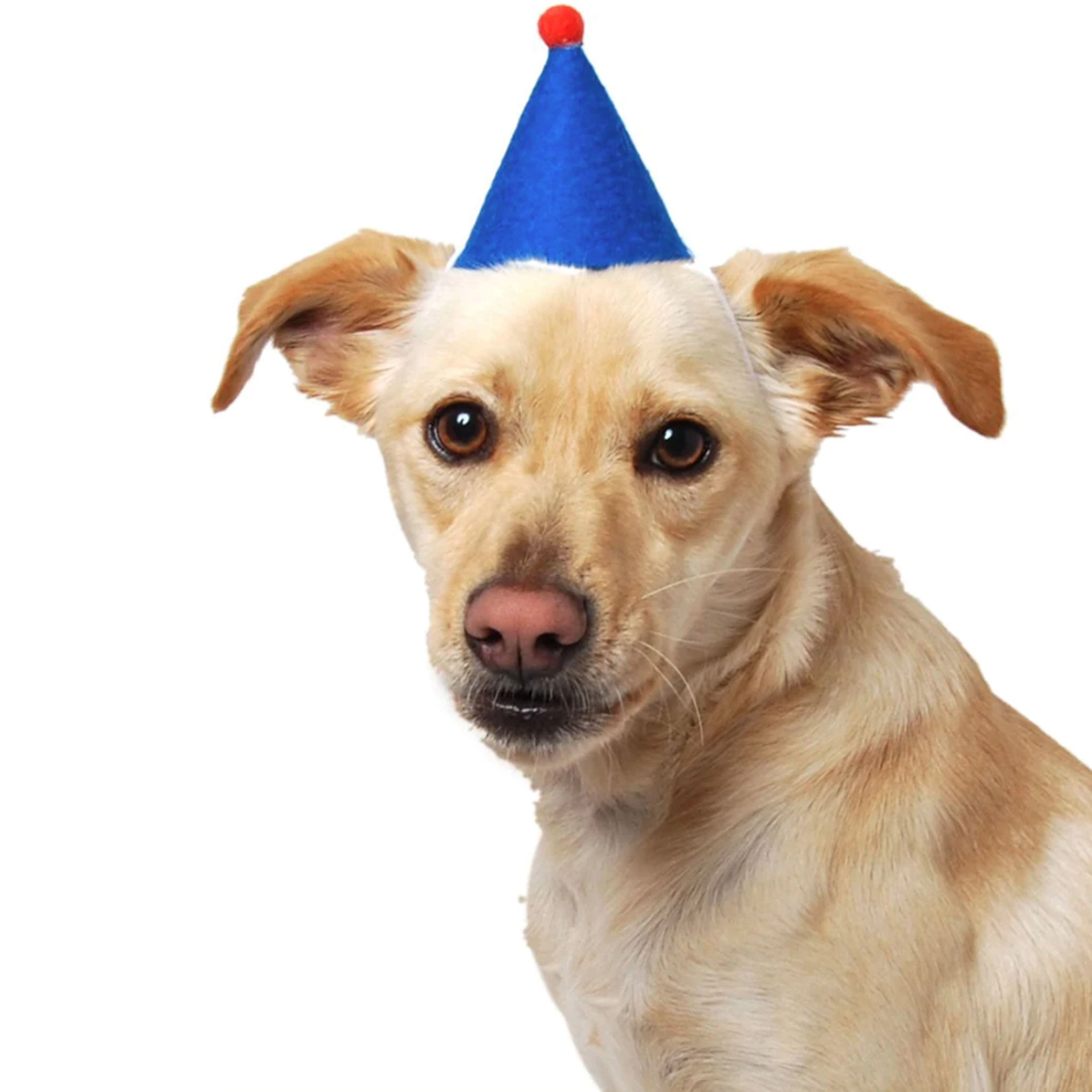 ModernBeast Pawty Hat Blue Dog Apparel