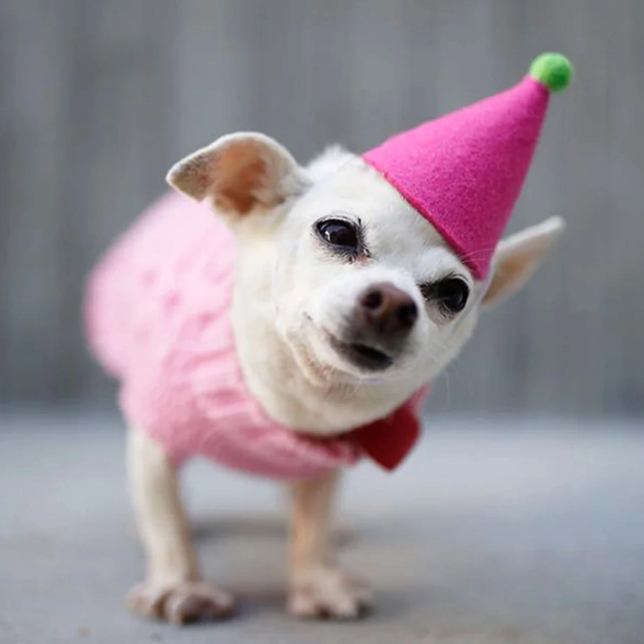 ModernBeast Pawty Hat Pink Dog Apparel